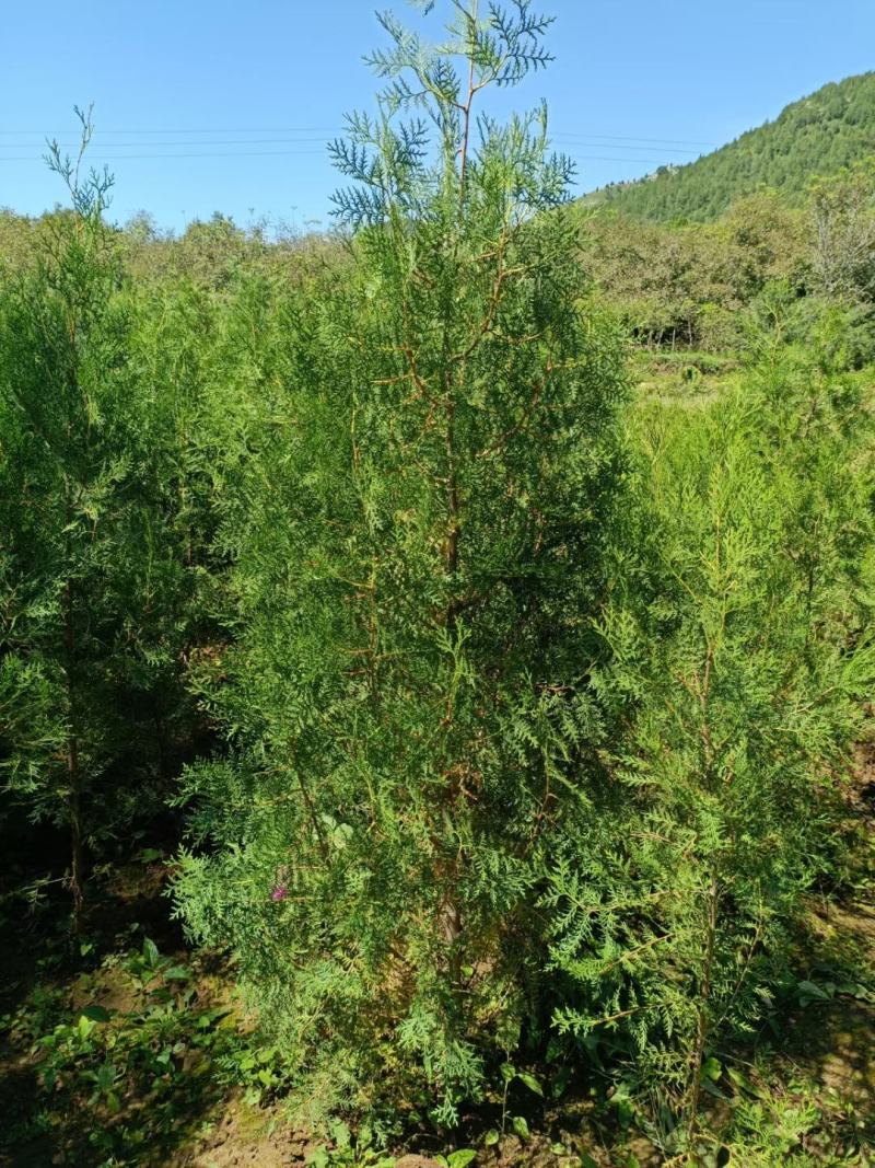 侧柏苗杯苗40高50高60高70高80高1米，1.5米
