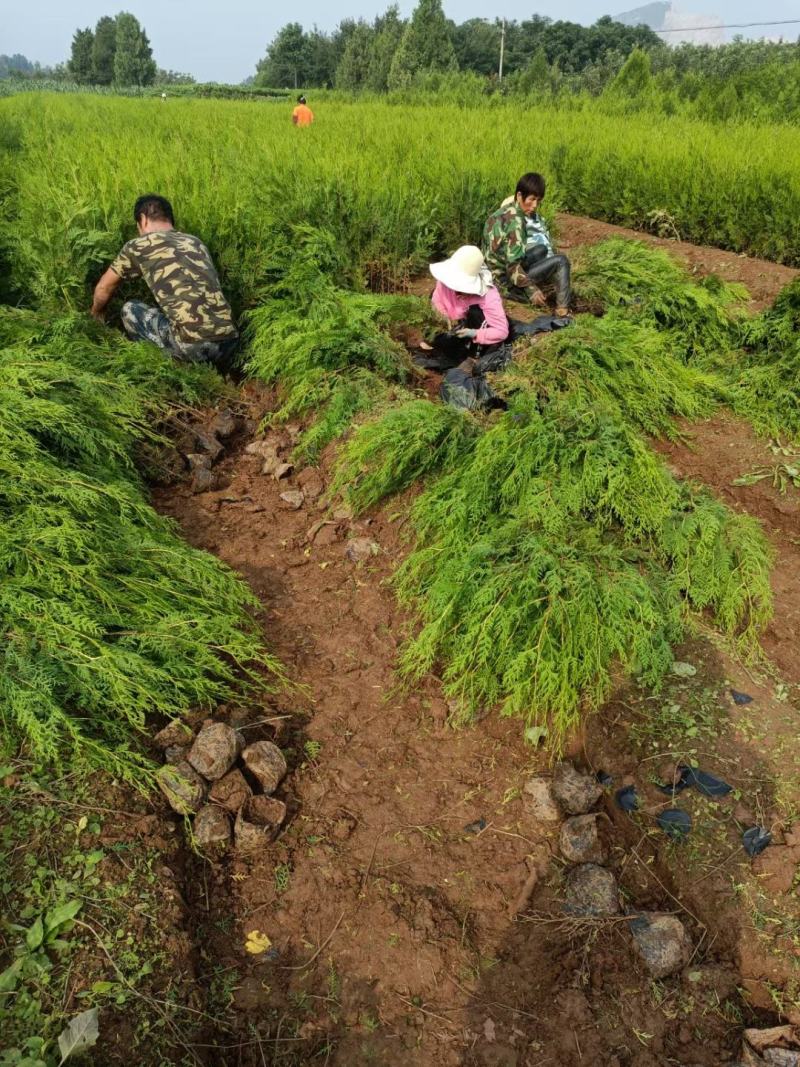 侧柏苗杯苗40高50高60高70高80高1米，1.5米