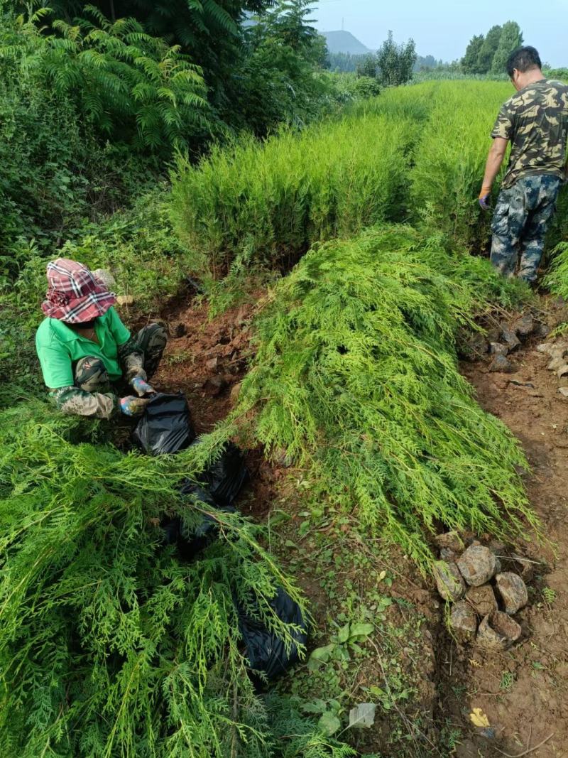 侧柏苗杯苗40高50高60高70高80高1米，1.5米