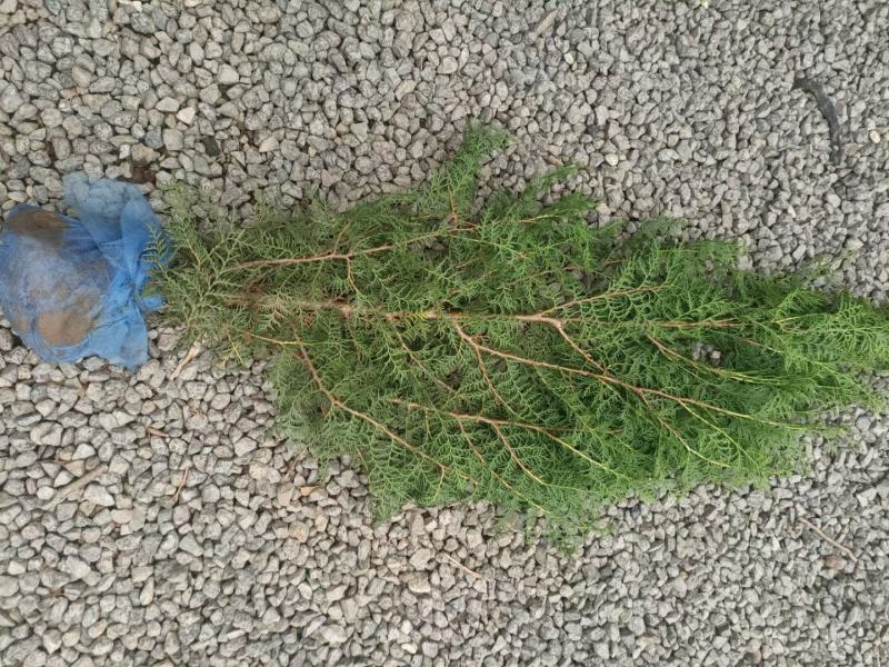 侧柏苗杯苗40高50高60高70高80高1米，1.5米
