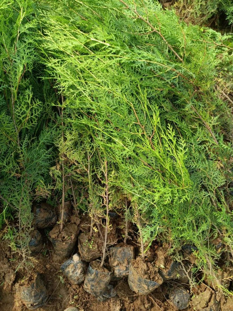 侧柏苗杯苗40高50高60高70高80高1米，1.5米