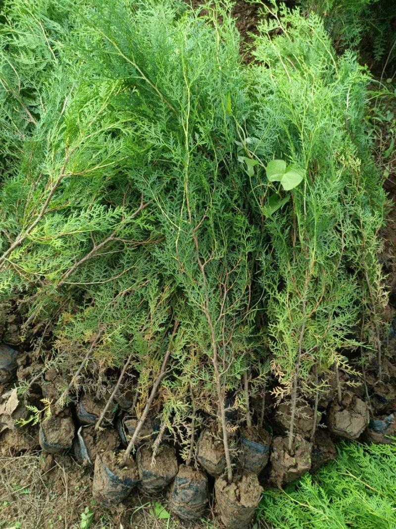 侧柏苗杯苗40高50高60高70高80高1米，1.5米