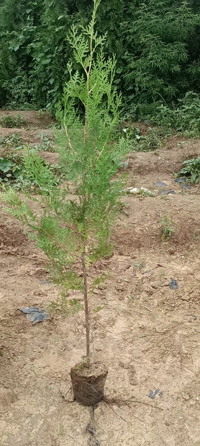 侧柏苗杯苗40高50高60高70高80高1米，1.5米