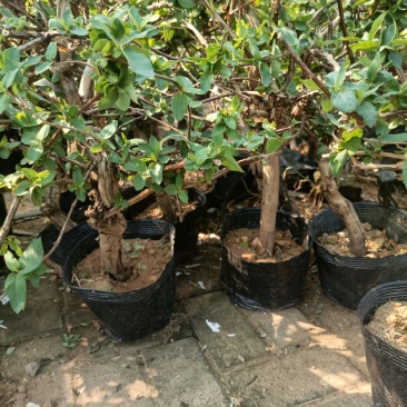 金银花老桩盆栽老兵苗圃专售精品，大中小盆都有