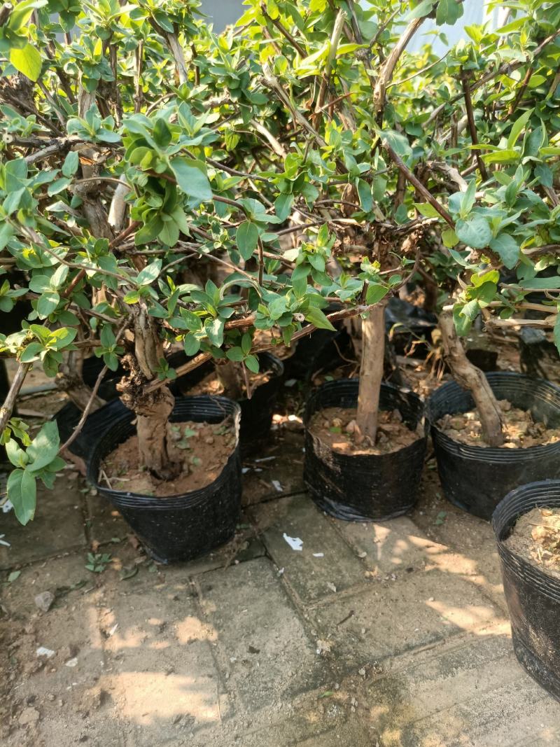 金银花老桩盆栽老兵苗圃专售精品，大中小盆都有