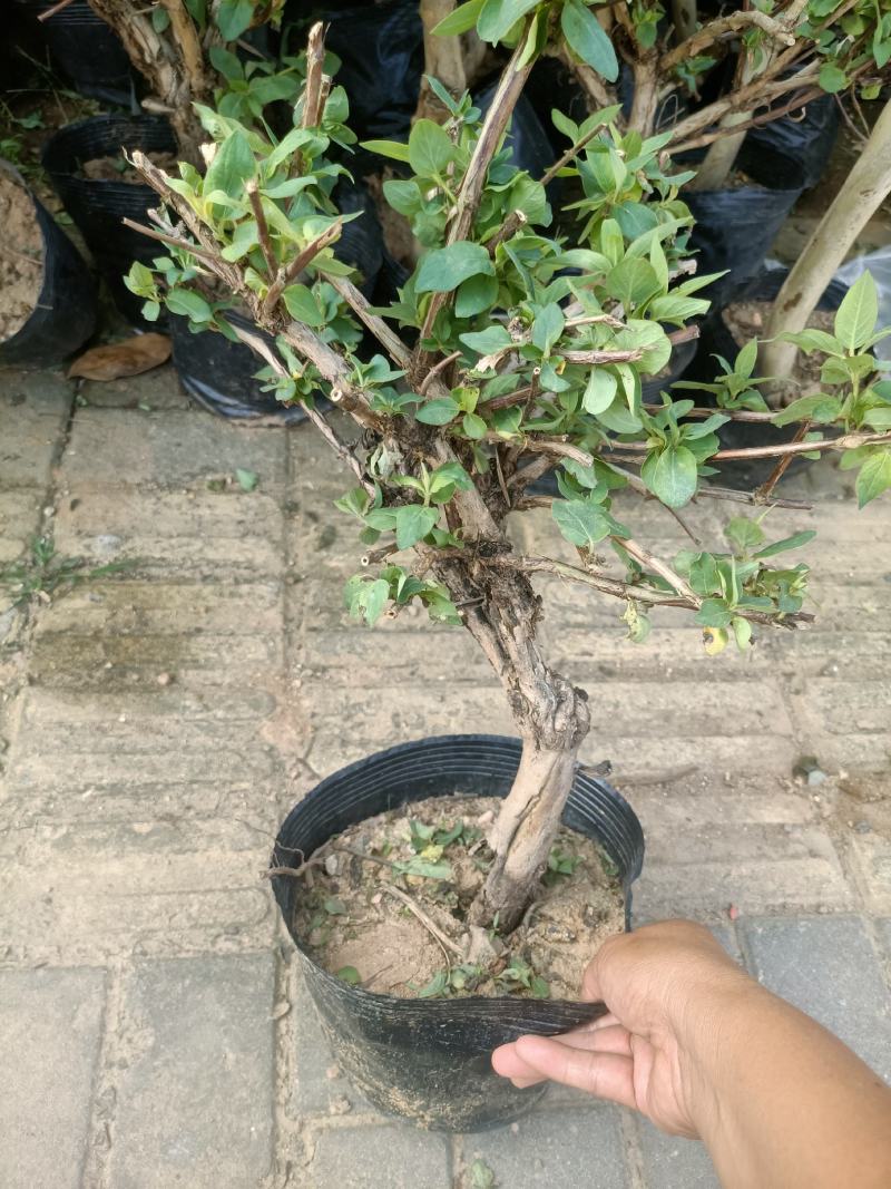 金银花老桩盆栽老兵苗圃专售精品，大中小盆都有