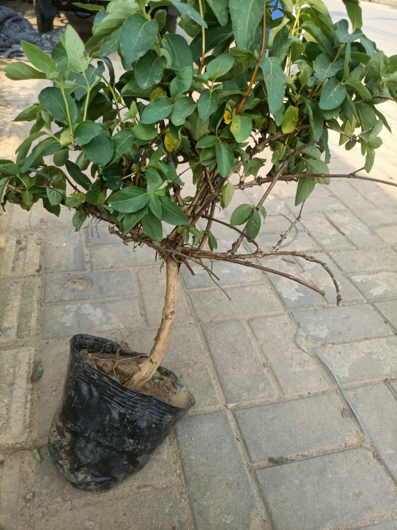 金银花老桩盆栽老兵苗圃专售精品，大中小盆都有