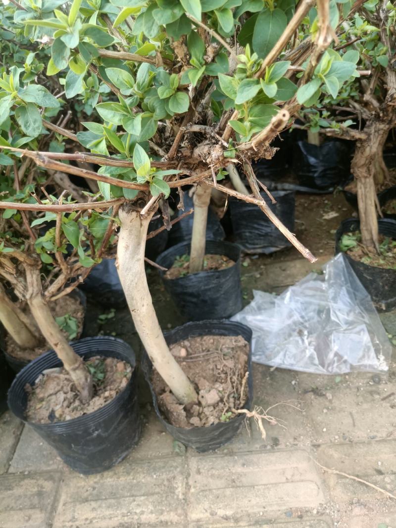 金银花老桩盆栽老兵苗圃专售精品，大中小盆都有