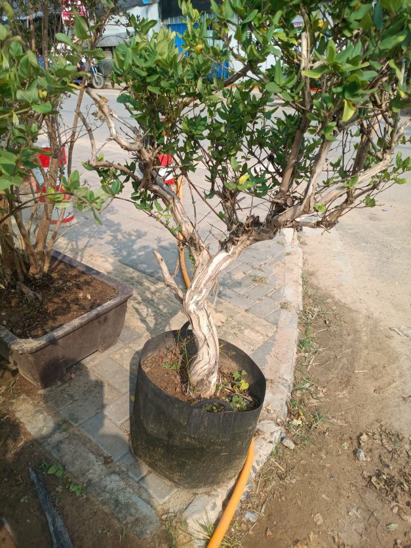 金银花老桩盆栽老兵苗圃专售精品，大中小盆都有