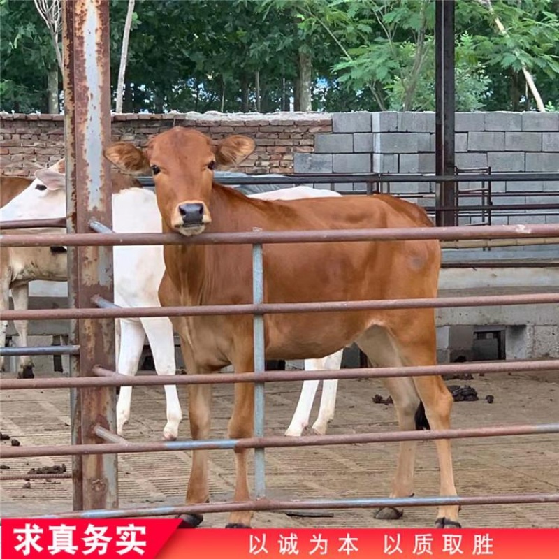 （推荐)西门塔尔牛犊肉牛苗包健康小牛仔厂家直销