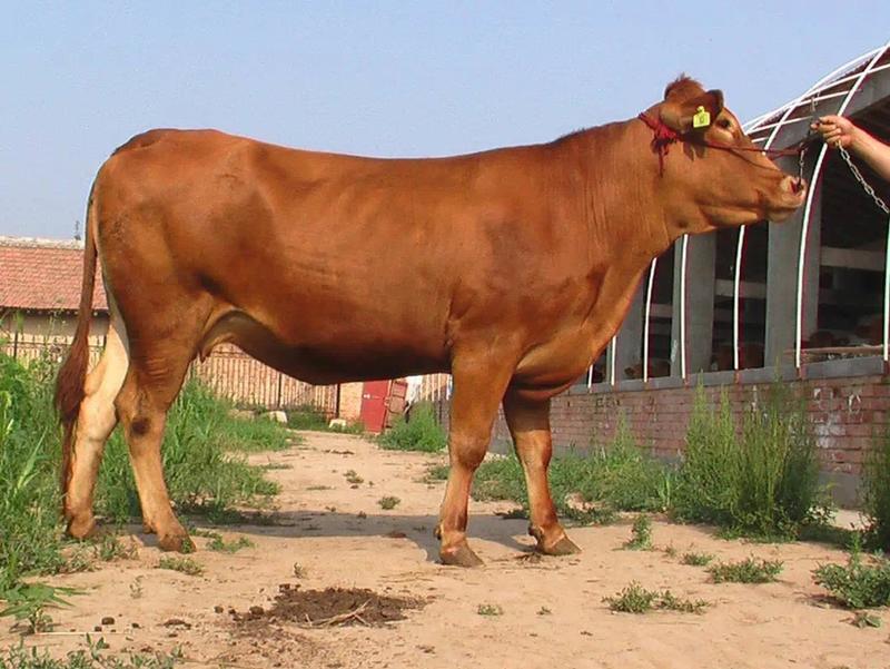 （推荐)西门塔尔牛犊肉牛苗包健康小牛仔厂家直销