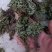 九死还魂草，卷柏，