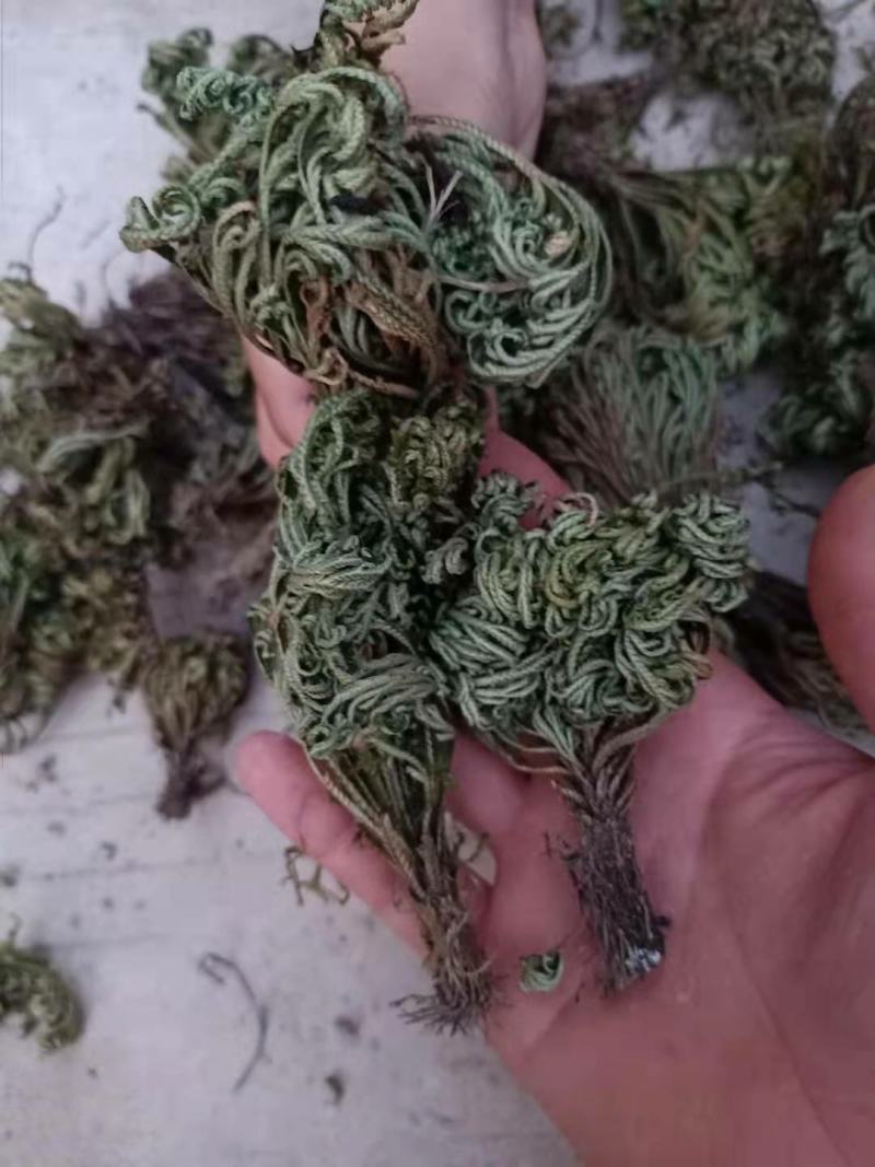 九死还魂草，卷柏，