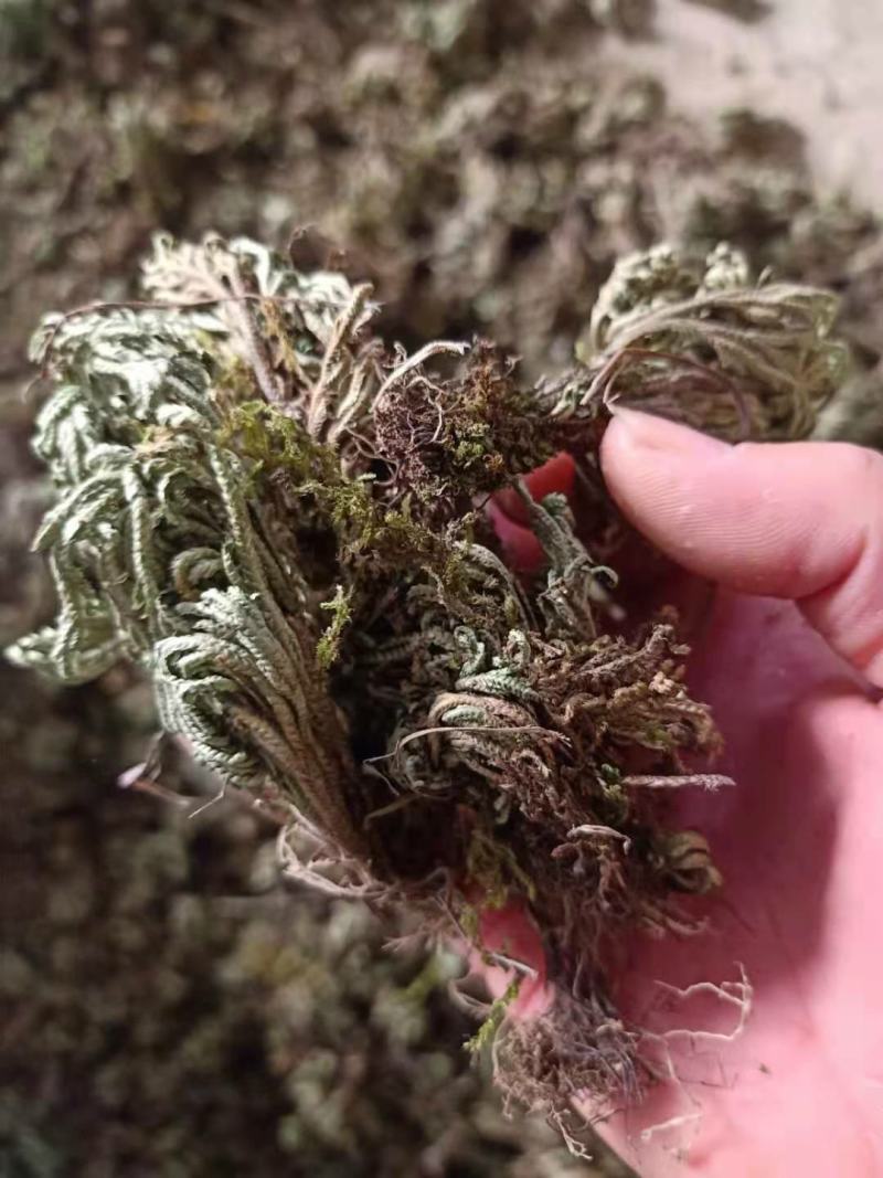 九死还魂草，卷柏，