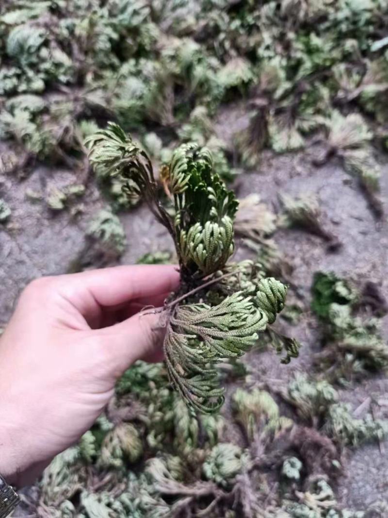 九死还魂草，卷柏，