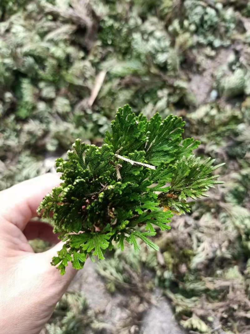 九死还魂草，卷柏，