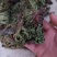 九死还魂草，卷柏，