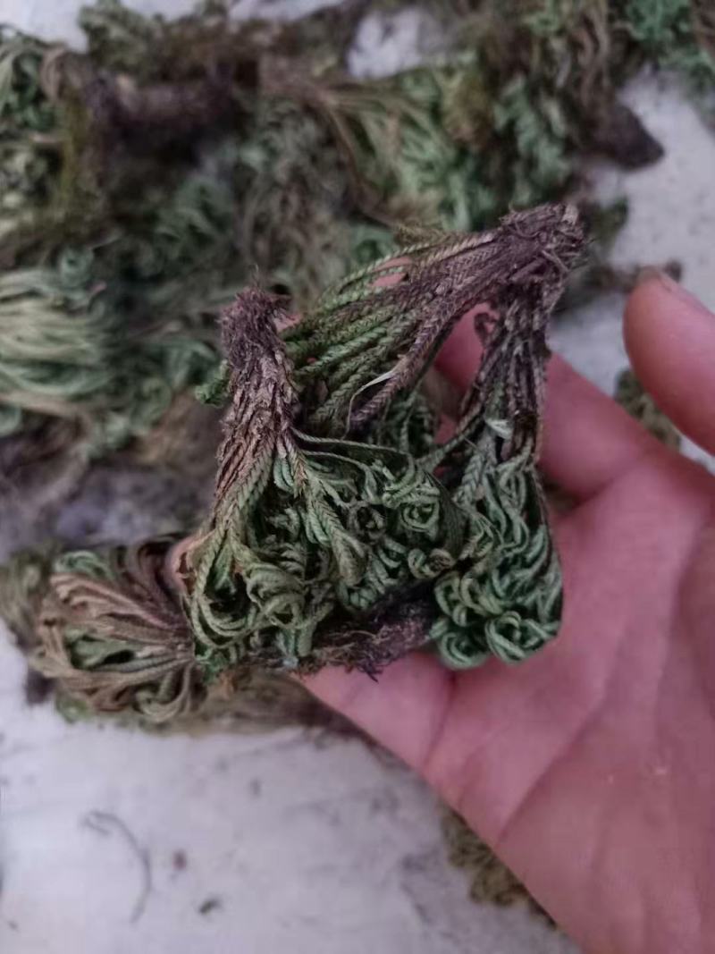 九死还魂草，卷柏，