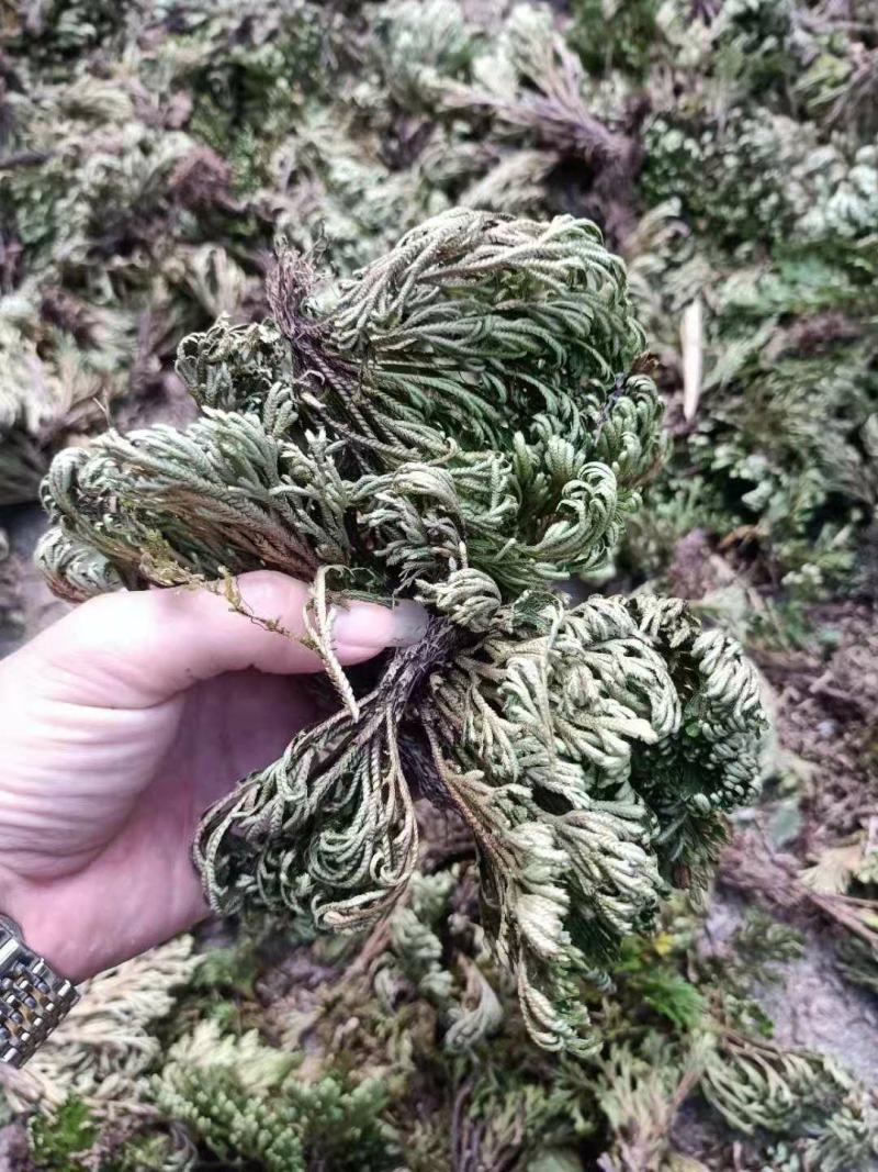 九死还魂草，卷柏，