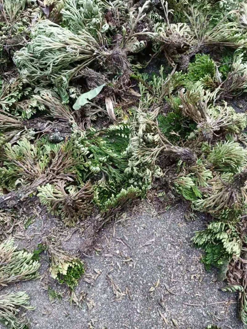 九死还魂草，卷柏，