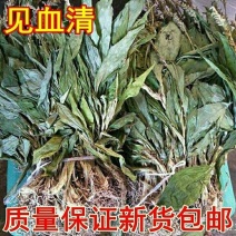 见血清野紫星羊耳蒜无硫走子草黑兰铁耙梳见血青立地