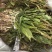 见血清野紫星羊耳蒜无硫走子草黑兰铁耙梳见血青立地