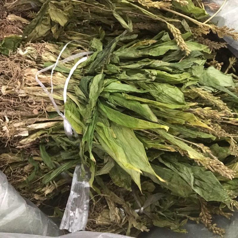 见血清野紫星羊耳蒜无硫走子草黑兰铁耙梳见血青立地