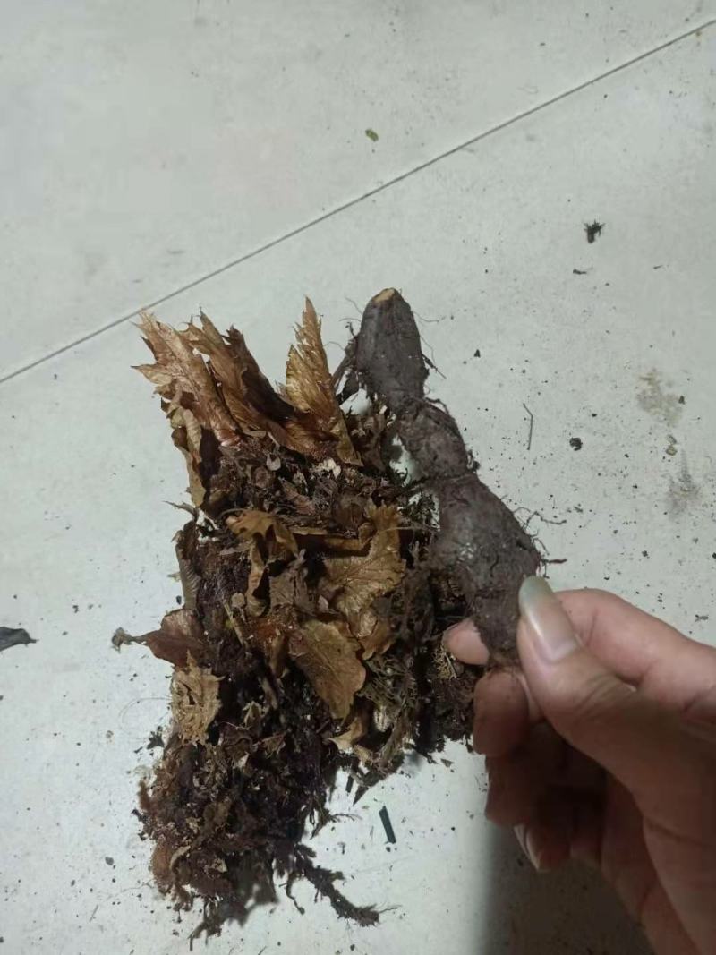 骨碎补，毛姜