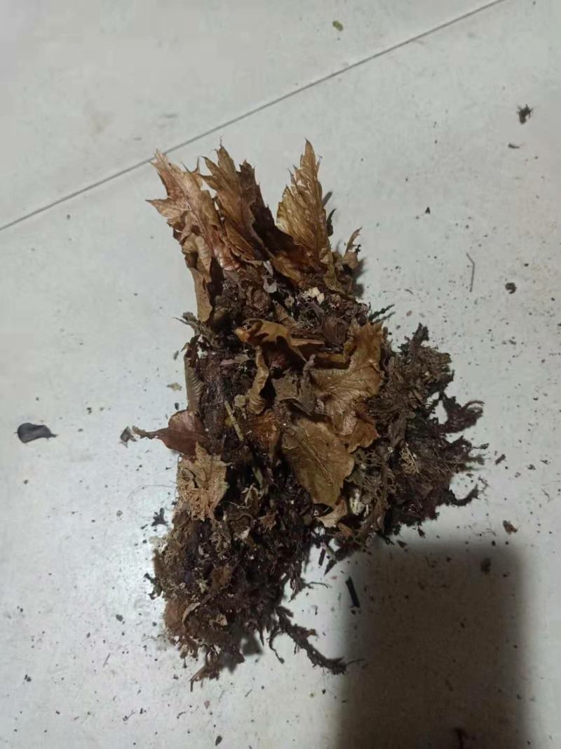 骨碎补，毛姜
