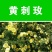 黄刺玫种子红刺玫种子庭院绿化重瓣耐寒耐旱工程绿化刺梅苗