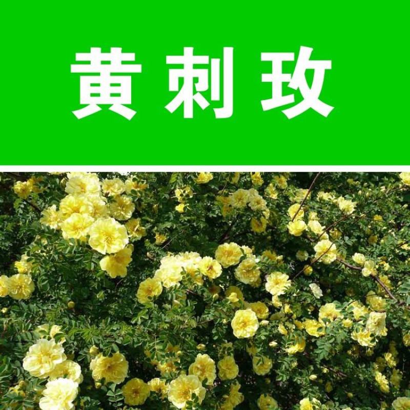 黄刺玫种子红刺玫种子庭院绿化重瓣耐寒耐旱工程绿化刺梅苗
