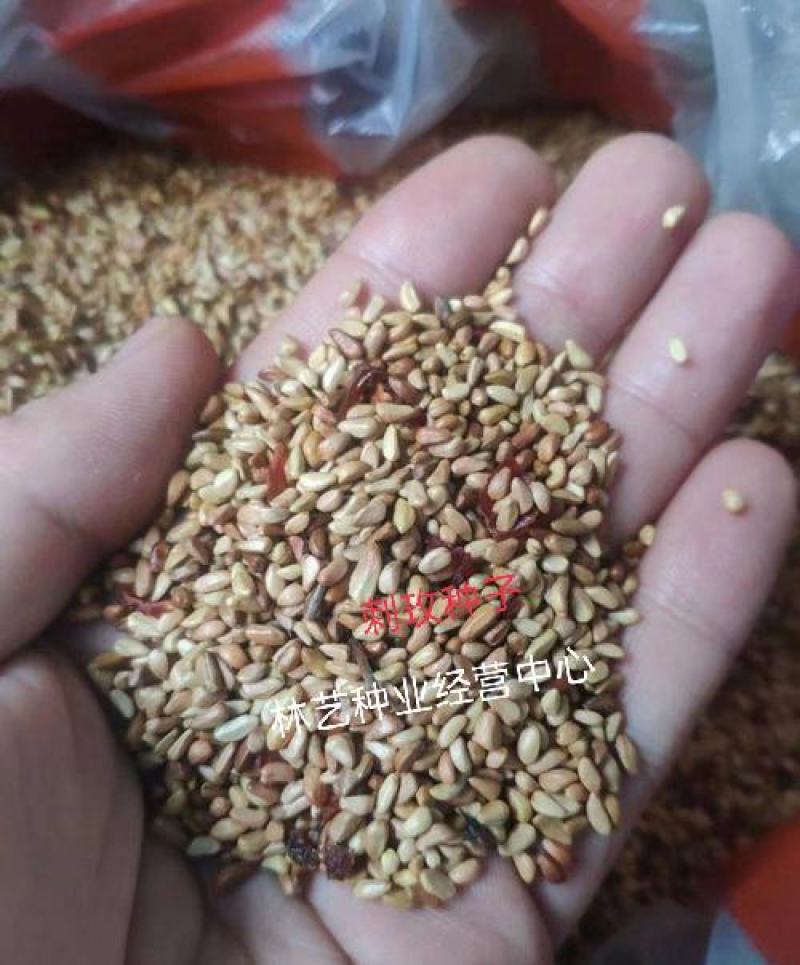 黄刺玫种子红刺玫种子庭院绿化重瓣耐寒耐旱工程绿化刺梅苗