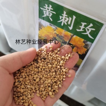 黄刺玫种子红刺玫种子庭院绿化重瓣耐寒耐旱工程绿化刺梅苗