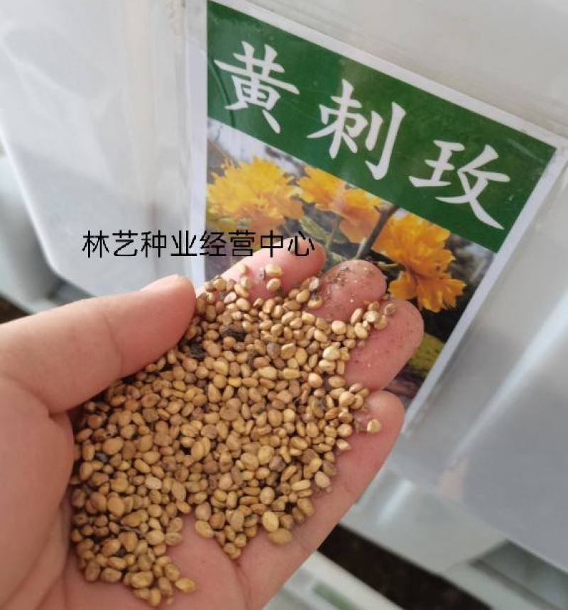黄刺玫种子红刺玫种子庭院绿化重瓣耐寒耐旱工程绿化刺梅苗