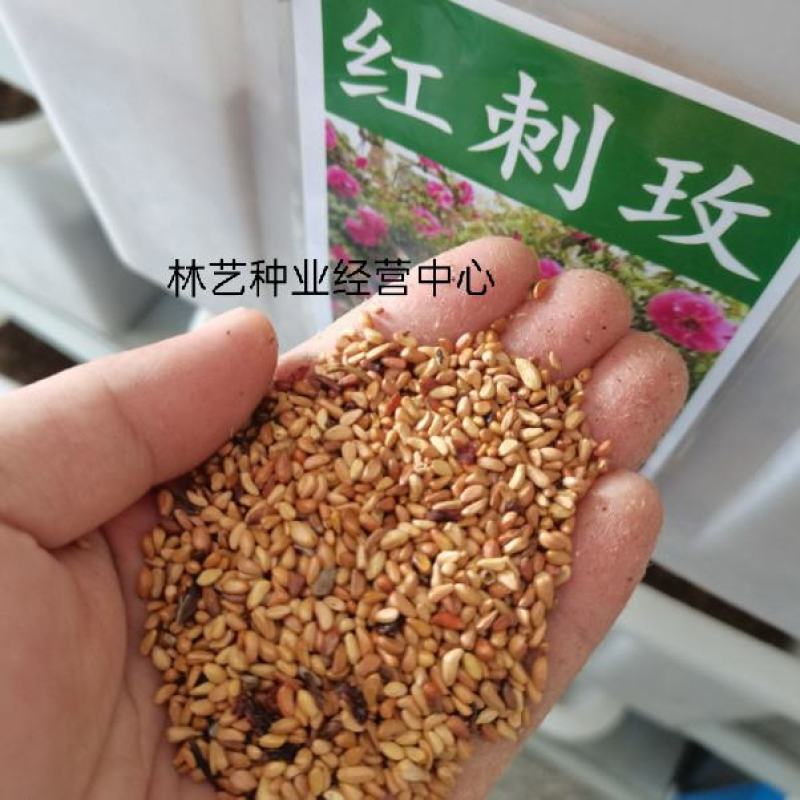 黄刺玫种子红刺玫种子庭院绿化重瓣耐寒耐旱工程绿化刺梅苗