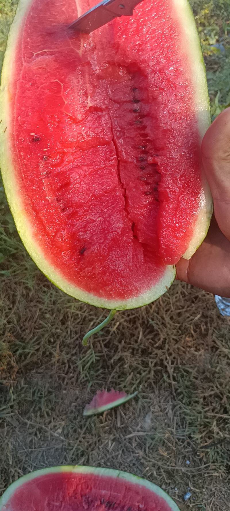 黑美人