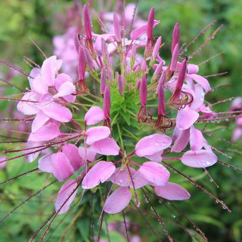 醉蝶花种子四季易种多年生盆栽绿化庭院易活花卉植物