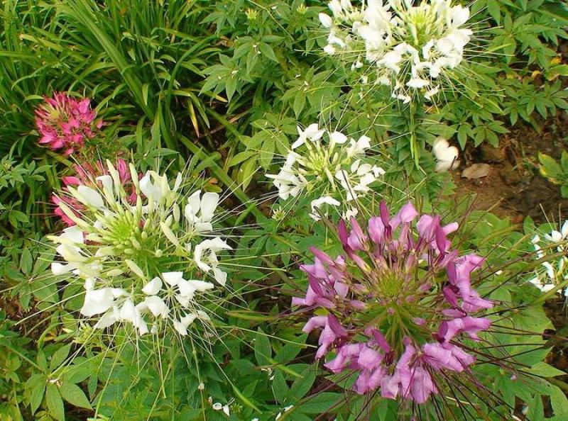 醉蝶花种子四季易种多年生盆栽绿化庭院易活花卉植物