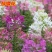 醉蝶花种子四季易种多年生盆栽绿化庭院易活花卉植物