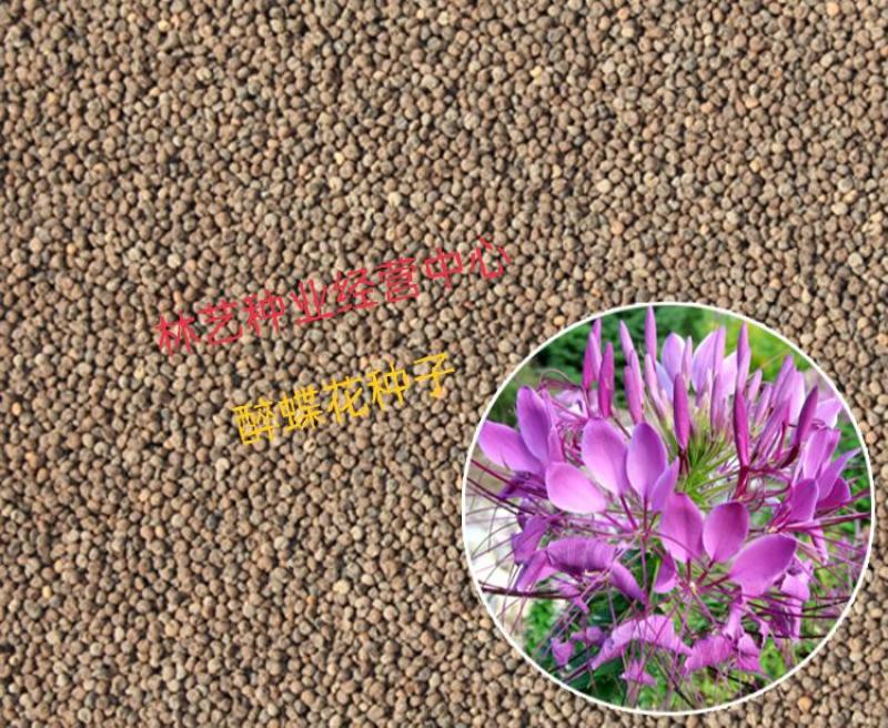 醉蝶花种子四季易种多年生盆栽绿化庭院易活花卉植物