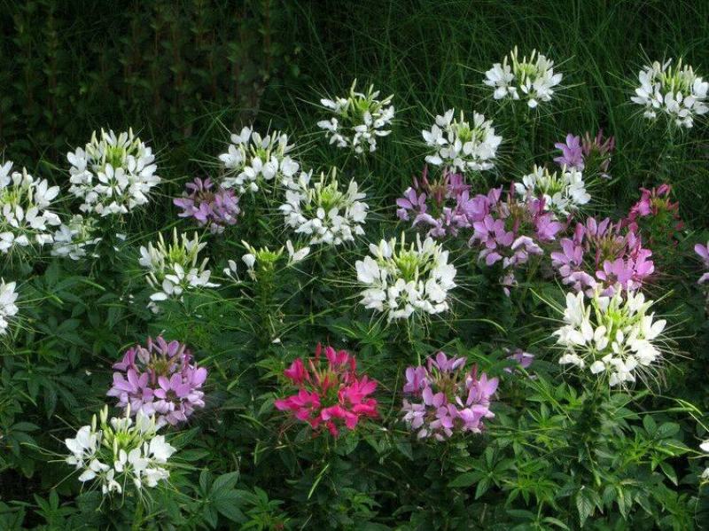 醉蝶花种子四季易种多年生盆栽绿化庭院易活花卉植物