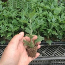 菊花盆栽大盆菊花苗荷兰菊乒乓菊盆栽室内外阳台绿植花卉
