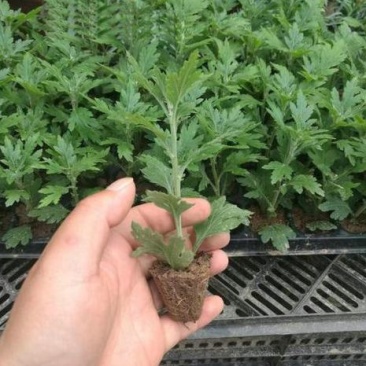 菊花盆栽大盆菊花苗荷兰菊乒乓菊盆栽室内外阳台绿植花卉