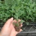 菊花盆栽大盆菊花苗荷兰菊乒乓菊盆栽室内外阳台绿植花卉