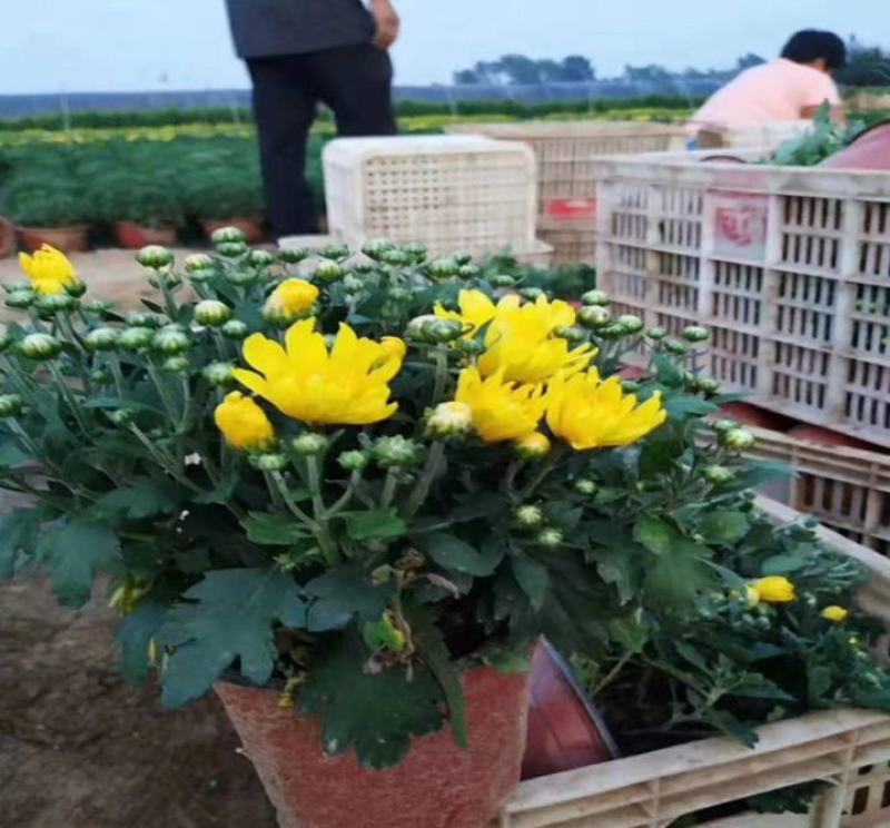 菊花盆栽大盆菊花苗荷兰菊乒乓菊盆栽室内外阳台绿植花卉