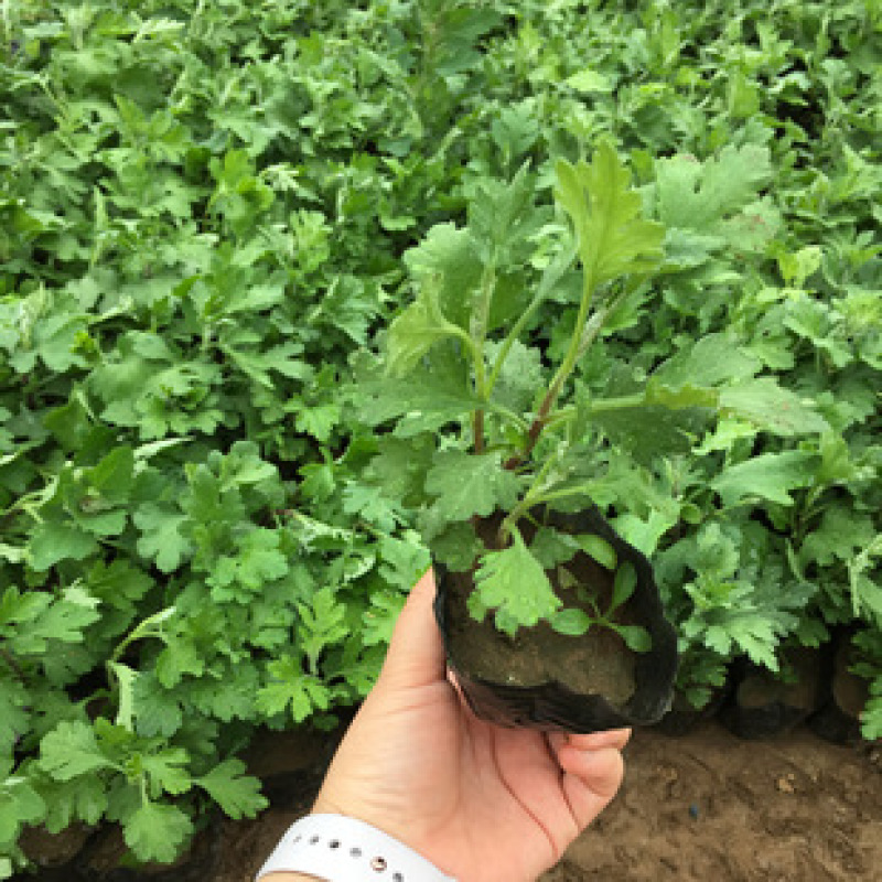 菊花盆栽大盆菊花苗荷兰菊乒乓菊盆栽室内外阳台绿植花卉