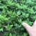 菊花盆栽大盆菊花苗荷兰菊乒乓菊盆栽室内外阳台绿植花卉