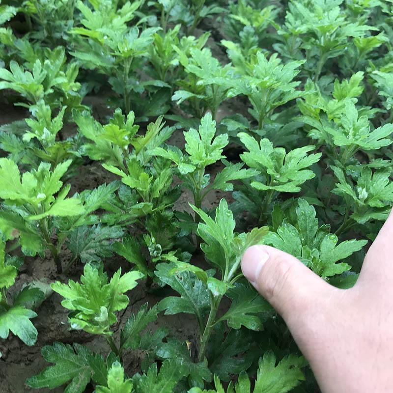 菊花盆栽大盆菊花苗荷兰菊乒乓菊盆栽室内外阳台绿植花卉