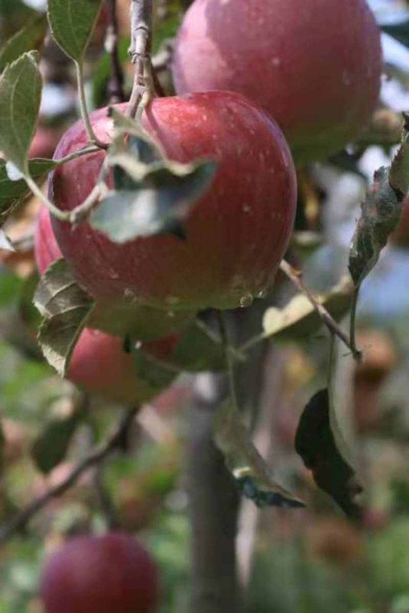 苹果大凉山红富士苹果量大从优基地供应