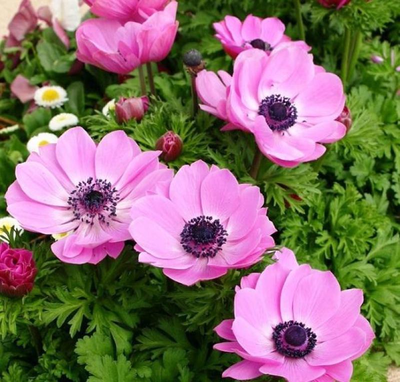 银莲花种子秋天开的花卉籽适合秋季种的花种植庭院花草